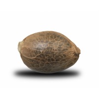 Shaman - вид 1 миниатюра
